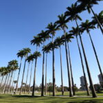 Parque da Cidade recebe desafio que busca recorde mundial de cross training neste domingo (7)
