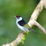 Festival reúne observadores de aves em São Francisco Xavier