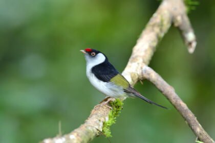 Festival reúne observadores de aves em São Francisco Xavier