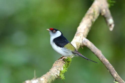 Festival reúne observadores de aves em São Francisco Xavier