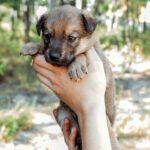 Shopping Centro recebe feira de adoção de cães e gatos neste sábado (22)