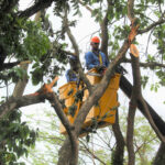 Força-tarefa intensifica poda de árvores em mutirão preventivo