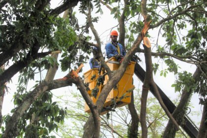 Força-tarefa intensifica poda de árvores em mutirão preventivo