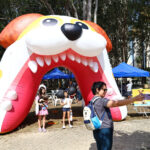 Feira de adoção reúne cães e gatos neste domingo (13) em São José